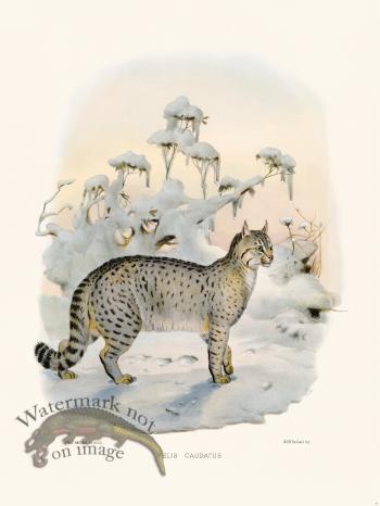 Elliot Cat 34 Taily Cat